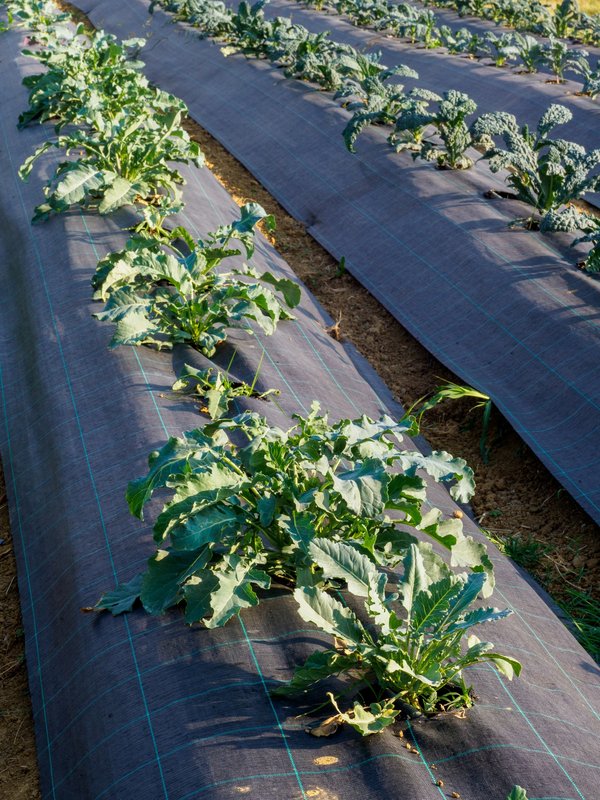 Quels sont les avantages de mettre un paillage végétal dans son jardin?