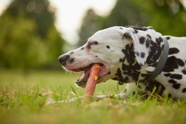 L’impact de l’alimentation bio sur la santé des chiens : avantages et conseils
