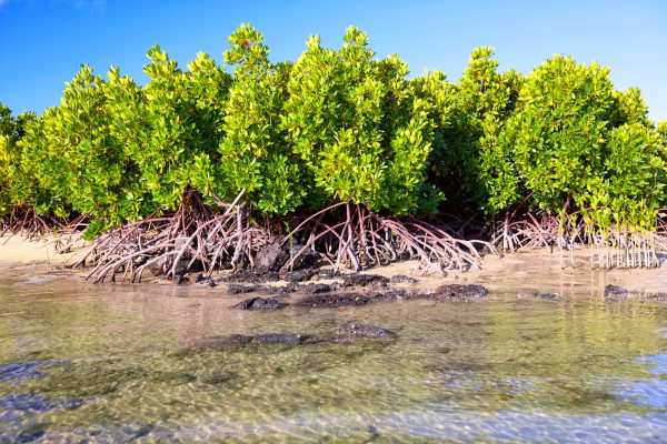 Pourquoi les mangroves sont importantes face aux changements climatiques?
